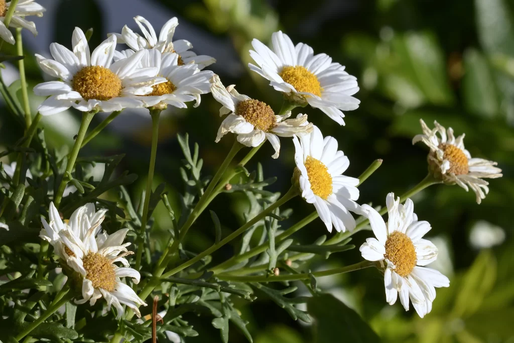 White Daisy Petals Yellow Center Green warm Stems
