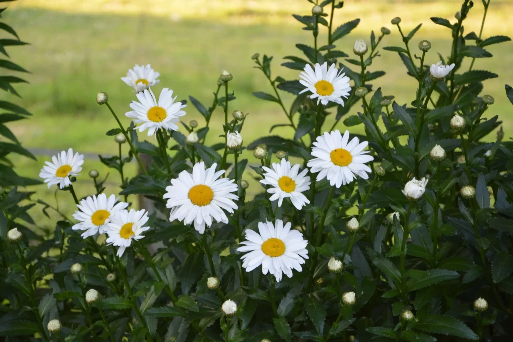 White Daisy Petals Yellow Center Green warm Leaves