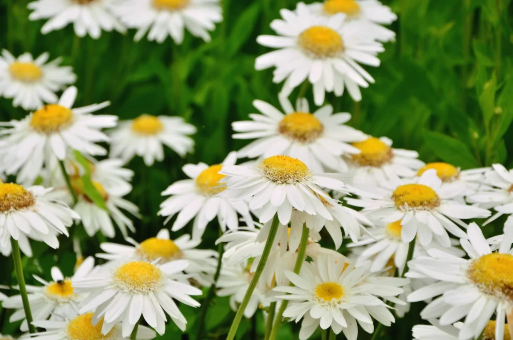 White Daisy Petals Yellow Center Green warm Leaves