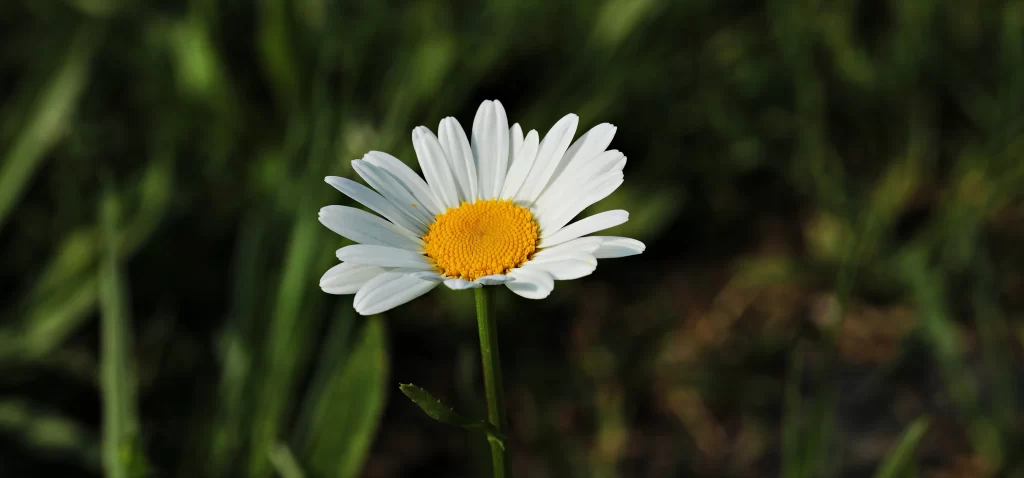 White Daisy Petals Yellow Center Green dark Stems