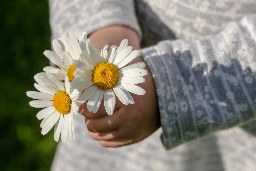 White Daisy Petals Yellow Center gray Sunlit