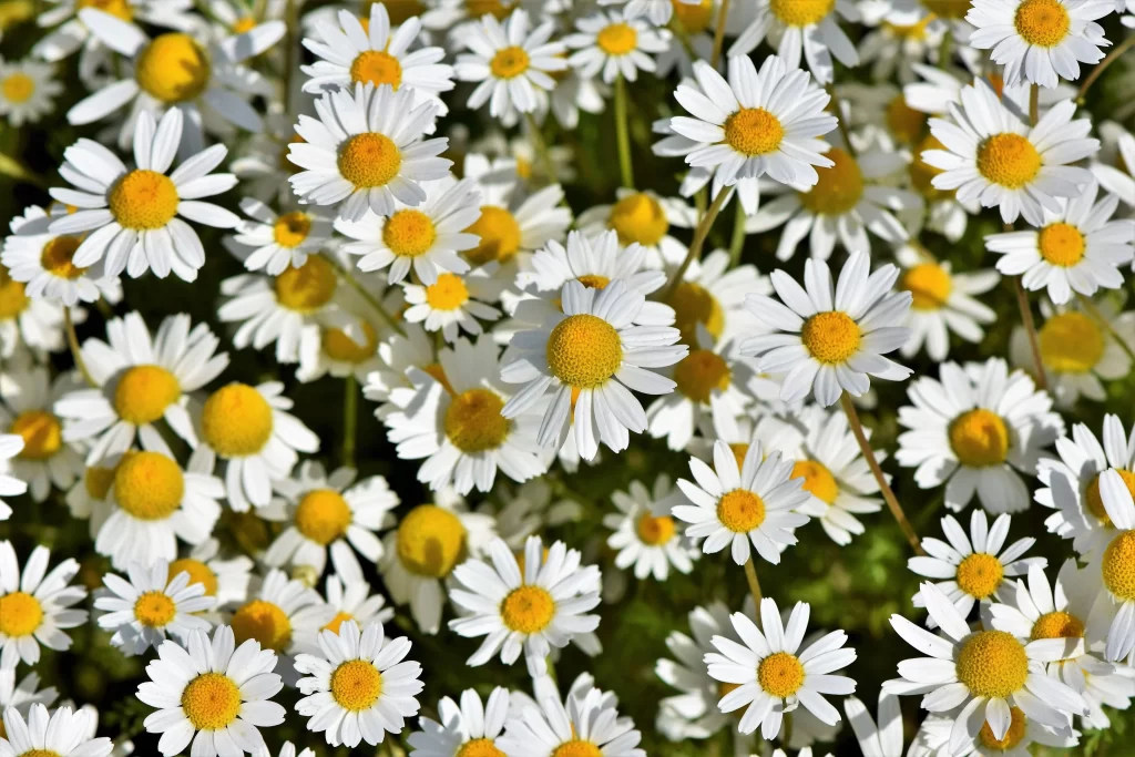 White Daisy Petals Yellow Center warm Sunlit