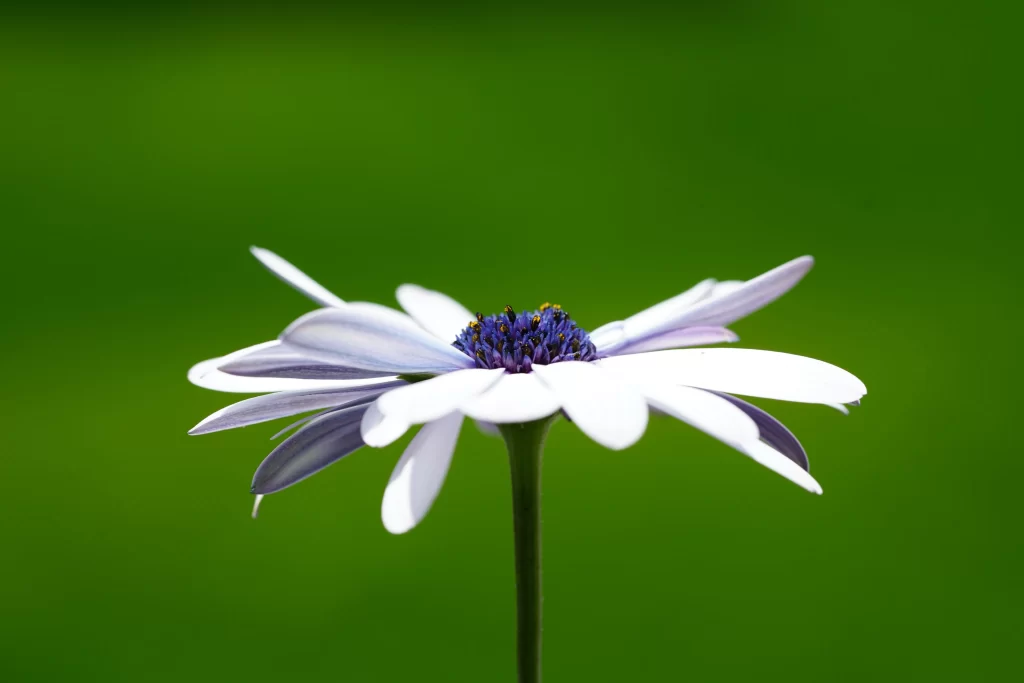 White Daisy Purple Center Petals Green Background
