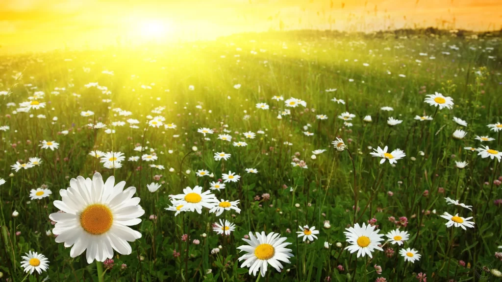 White Daisy Sunlit Field Petals Yellow warm Center