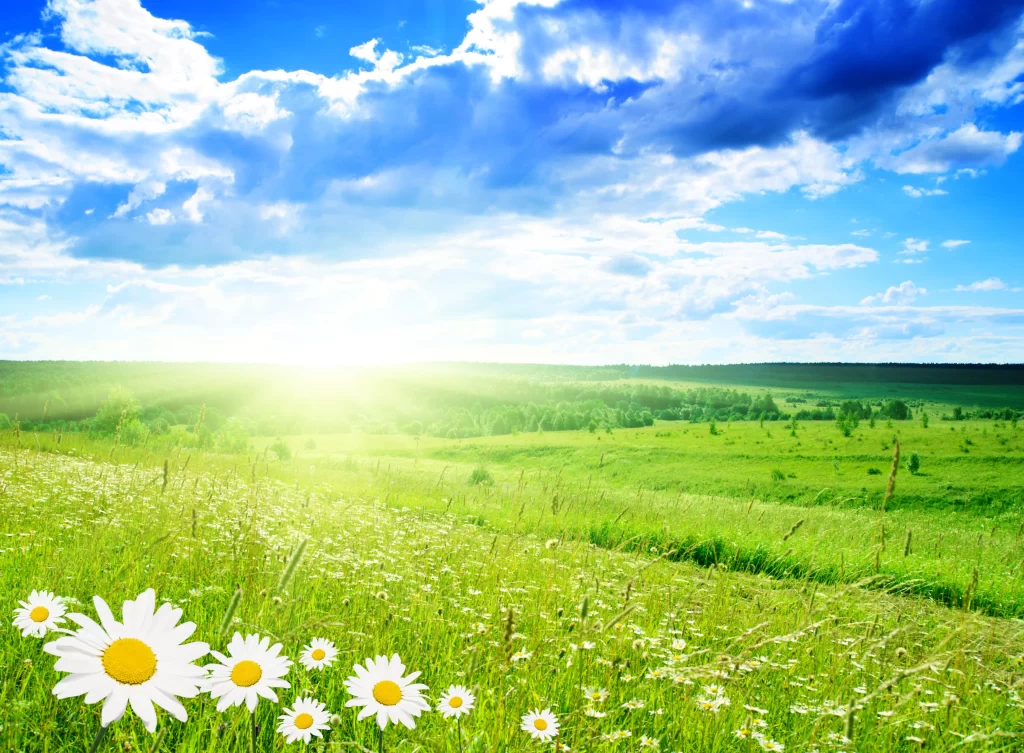 White Daisy Sunlit Field Petals Yellow warm Center
