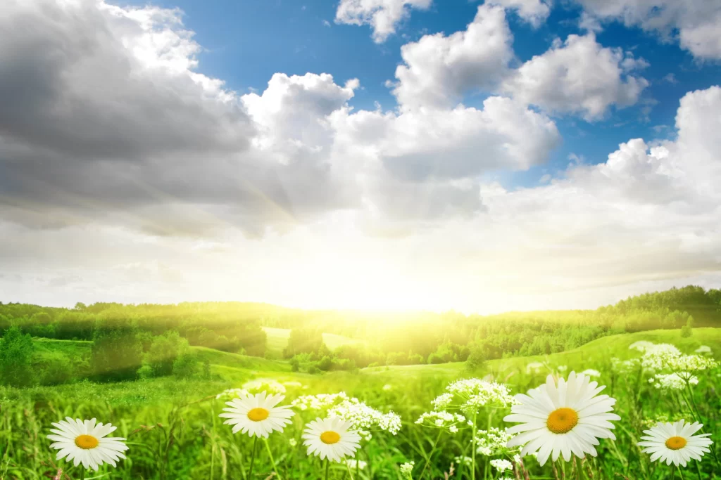 White Daisy Sunlit Field Blooming Greenery