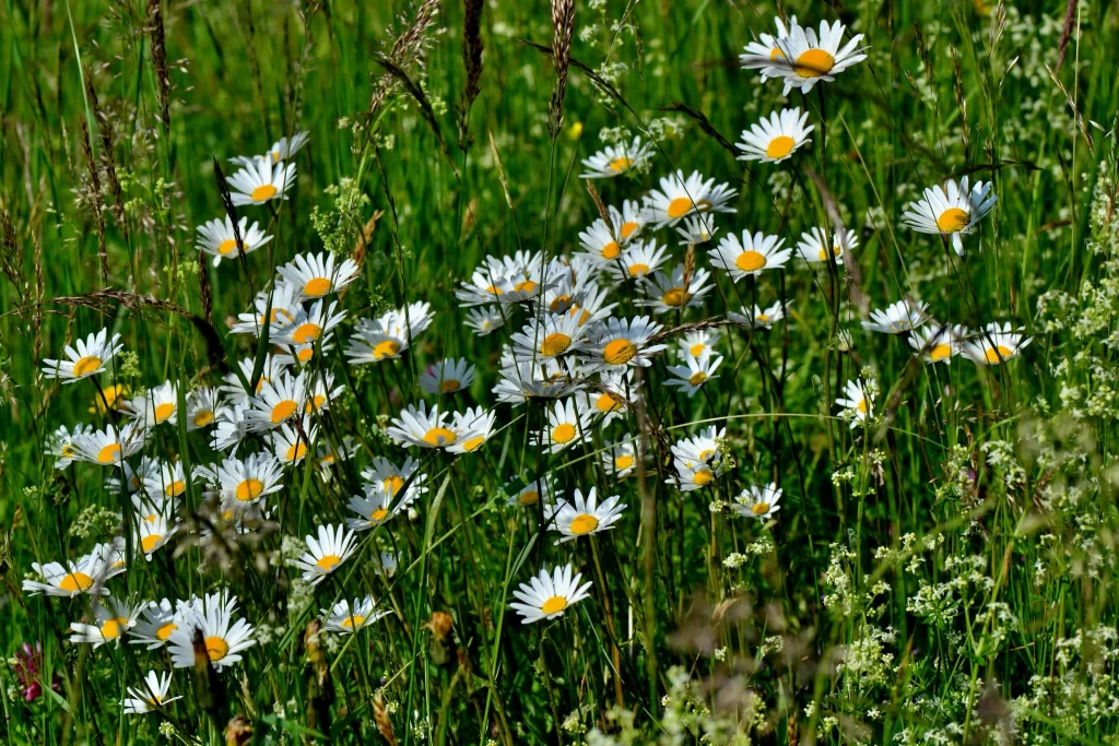 White Daisy Yellow Center Petals Green Grass Wildflowers