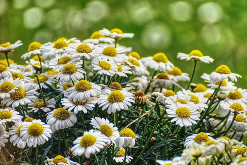 White Daisy Yellow Center Petals Green warm Leaves