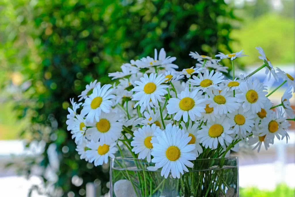White Daisy Yellow Center Petals Vase Greenery
