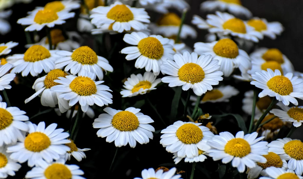 White Daisy Yellow Center Petals Blooming