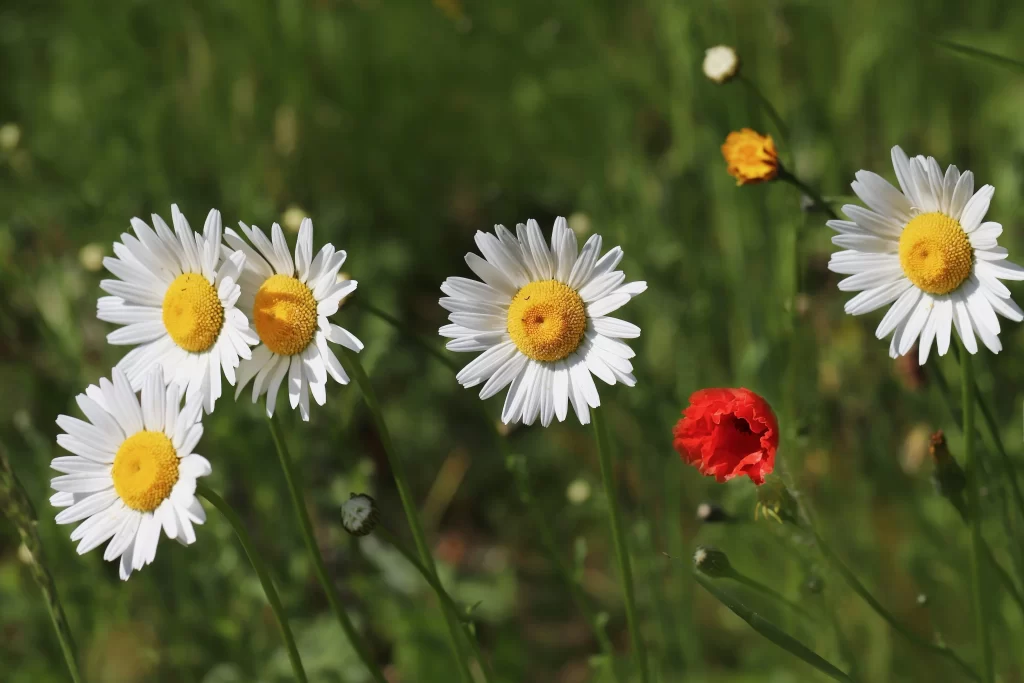 White Daisy Yellow Center Petals Green warm Stems