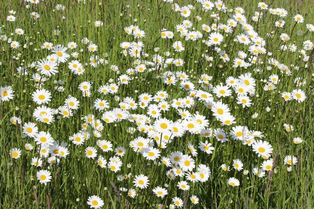White Daisy Yellow Center Petals Field Blooming