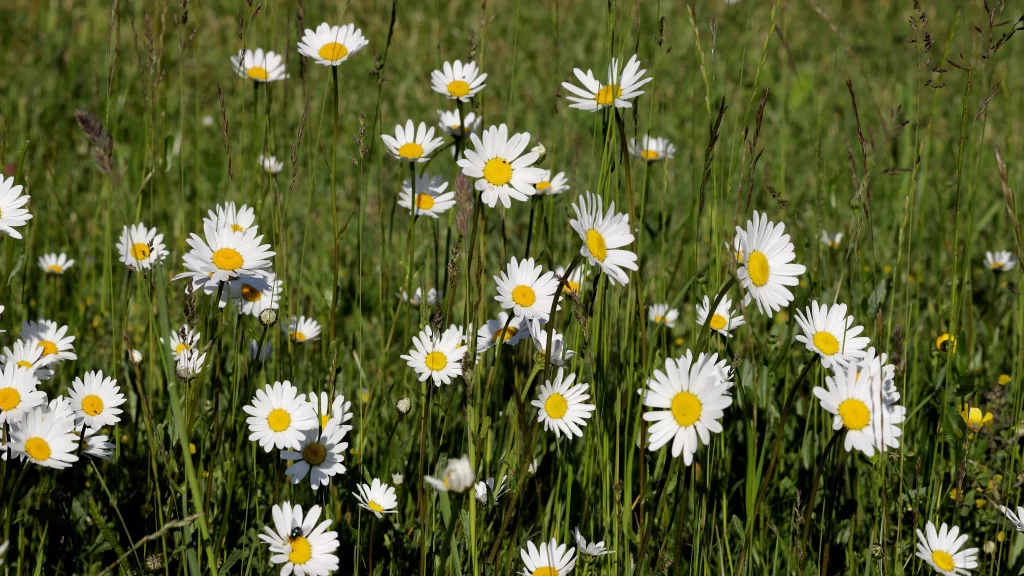 White Daisy Yellow Center Petals Green warm Grass