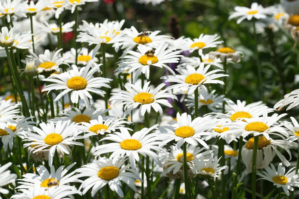 White Daisy Yellow Center Petals gray Sunlight