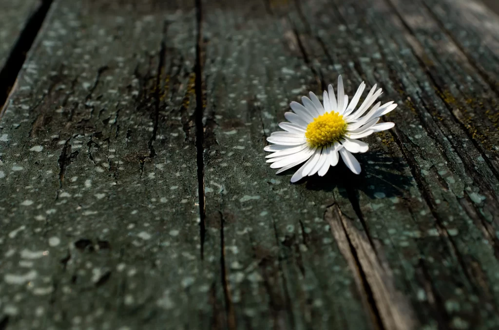 White Daisy Yellow Center Petals Wood Texture