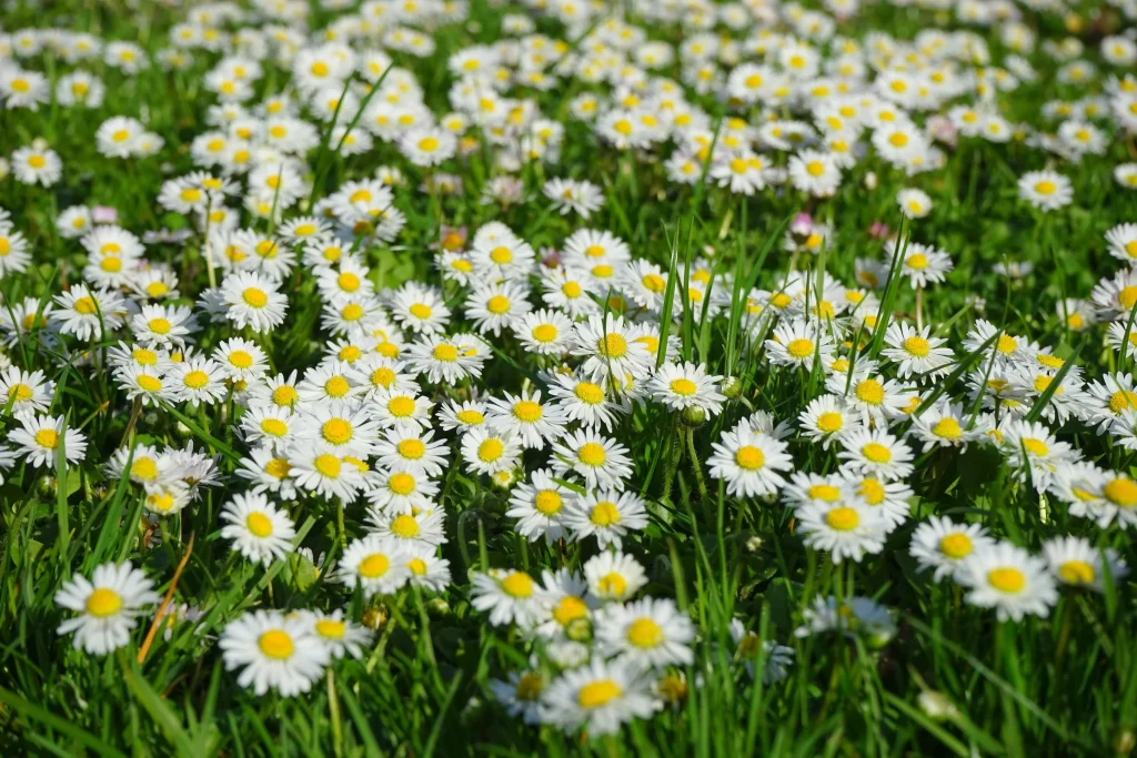 White Daisy Yellow Center Petals Green warm Grass