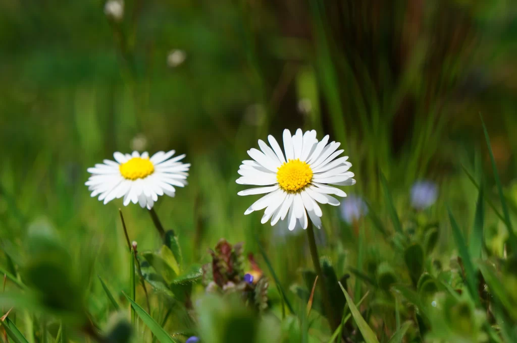White Daisy Yellow Center Petals Green warm Grass
