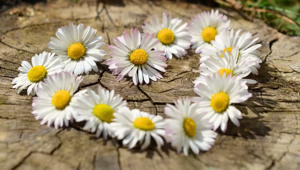 White Daisy Yellow Center Petals warm Nature