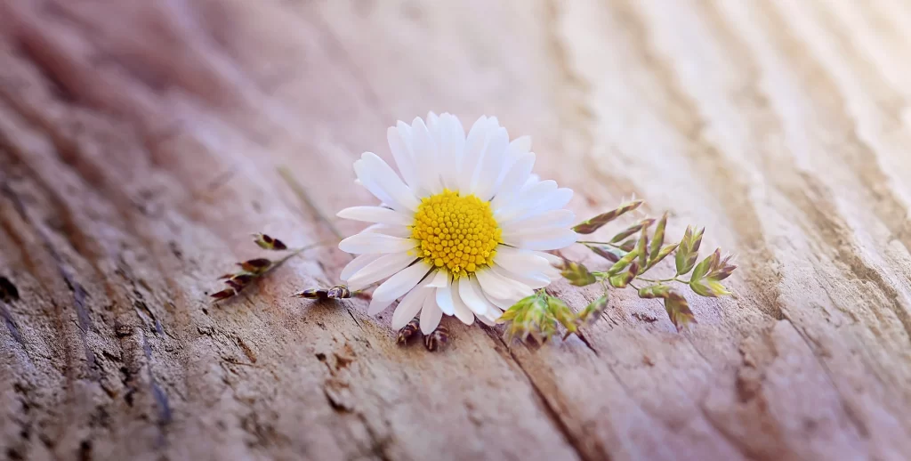 White Daisy Yellow Center Petals gray Nature