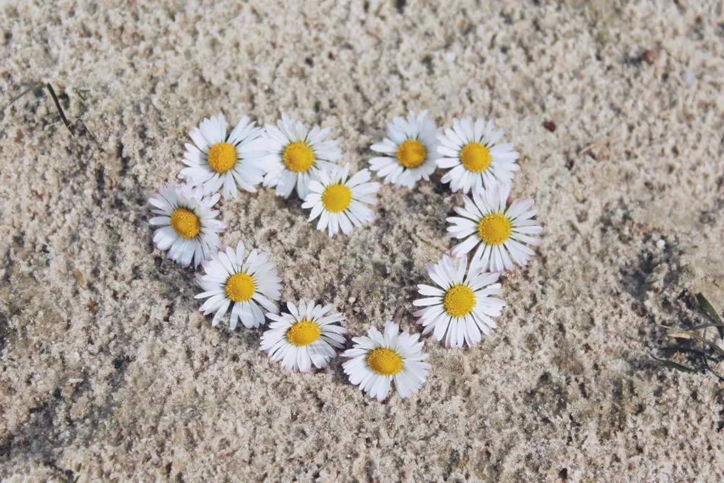 White Daisy Yellow Center Petals Sandy Background Heart Shape