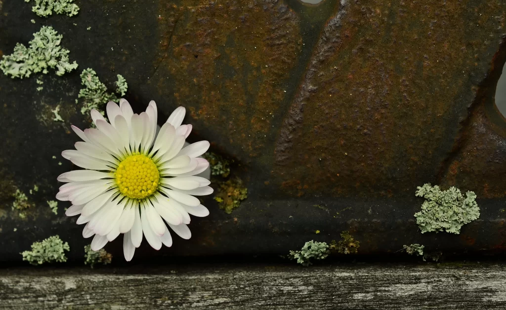 White Daisy Yellow Center Petals Rusty Background Lichen