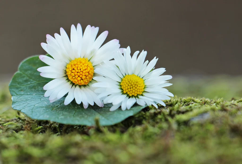 White Daisy Yellow Center Petals Green Leaf