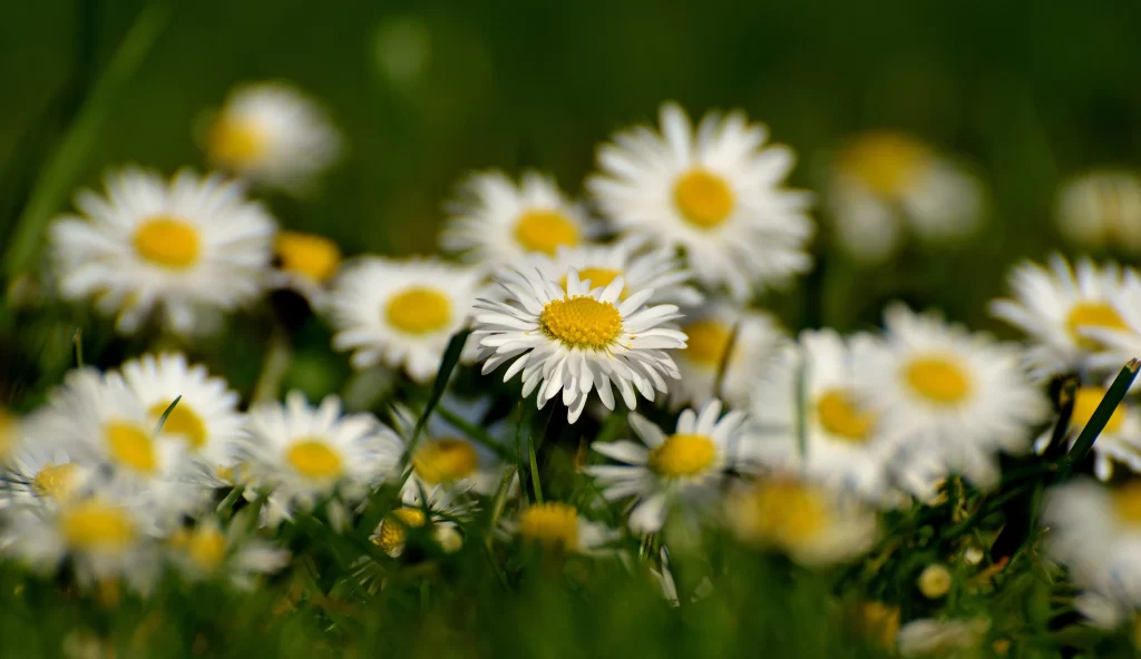 White Daisy Yellow Center Petals Green warm Grass