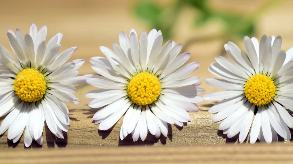 White Daisy Yellow Center Petals warm Sunlight