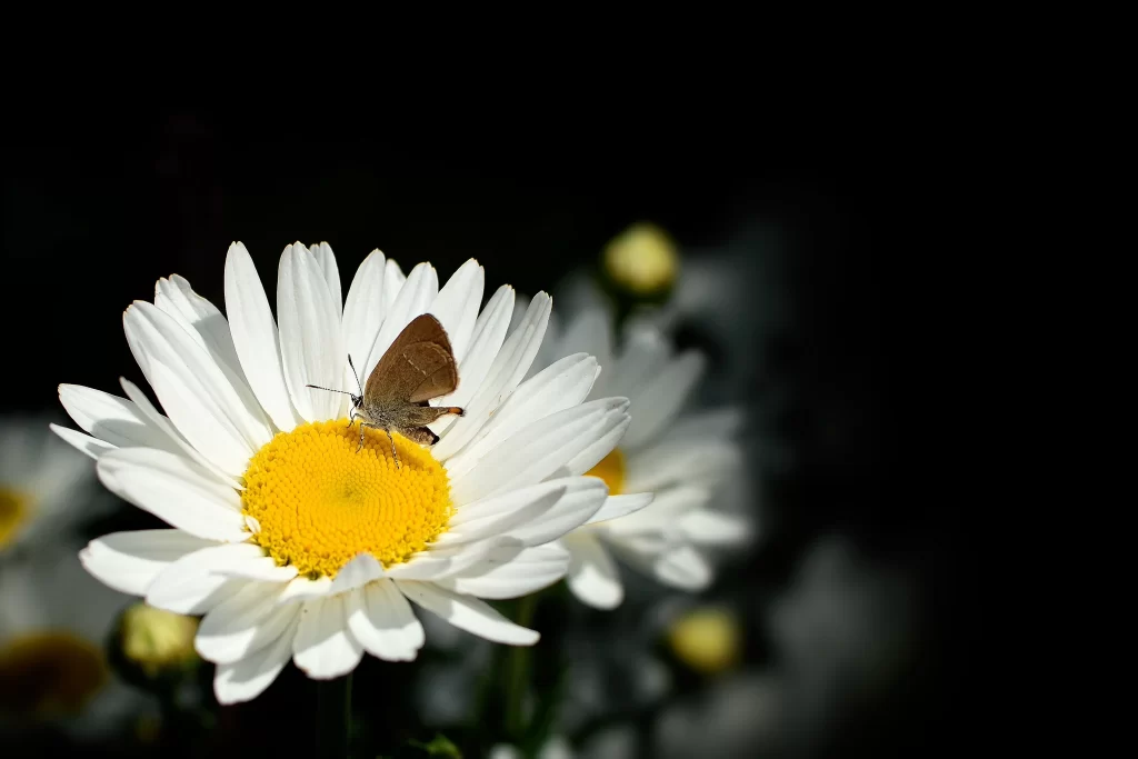 White Daisy Yellow Center Petals Butterfly