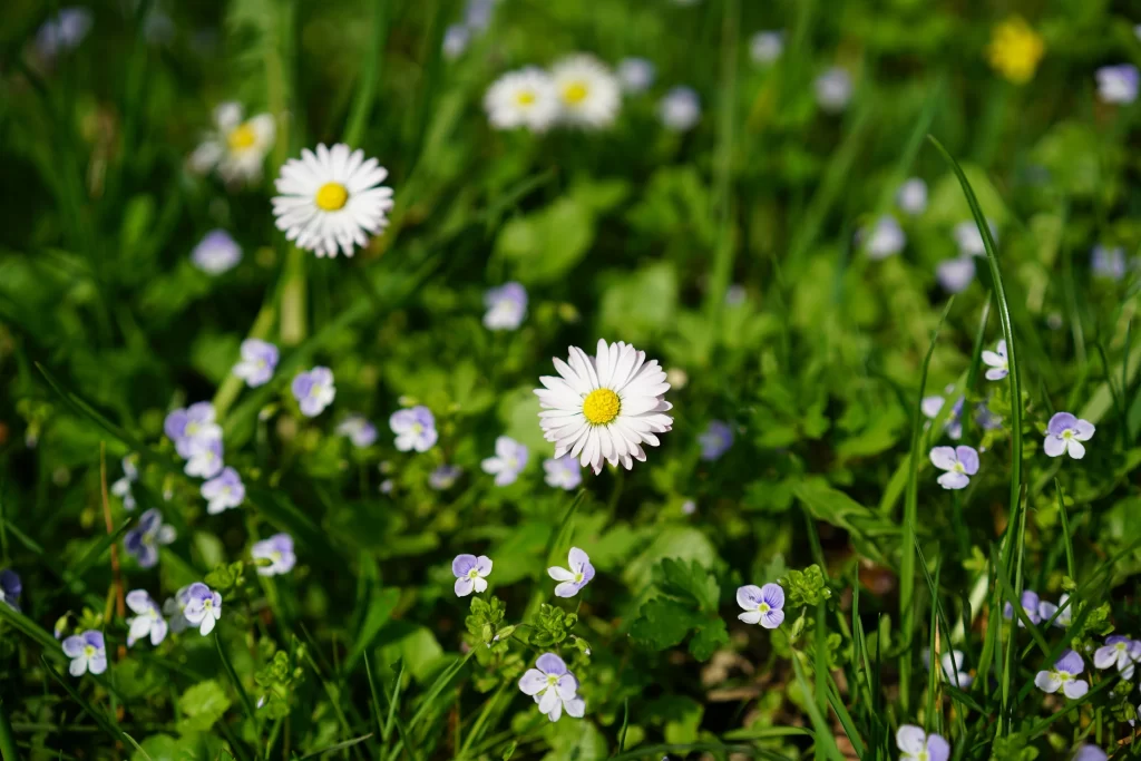 White Daisy Yellow Center Purple Flowers Green Grass