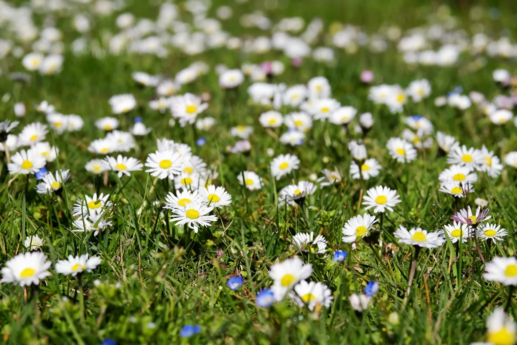 White Daisy Yellow Center Petals Green warm Grass