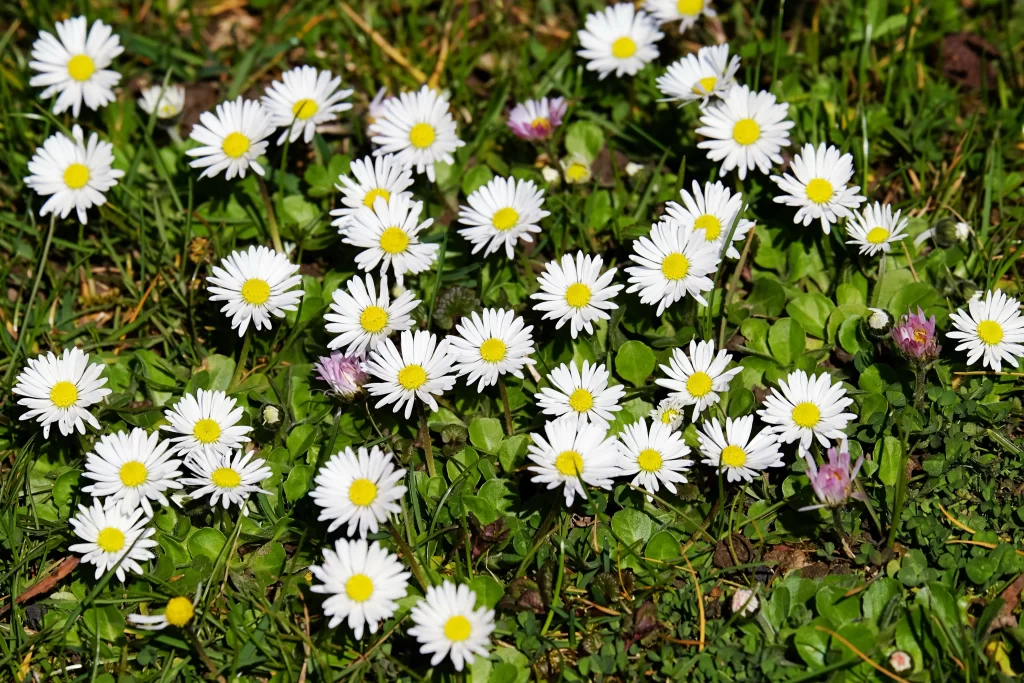 White Daisy Yellow Center Petals Green warm Leaves