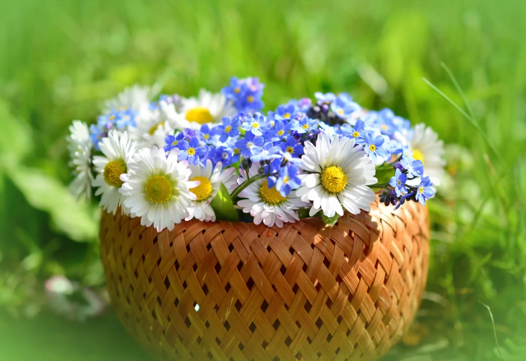 White Daisy Yellow Center Blue Forget-Me-Not Basket Green Grass