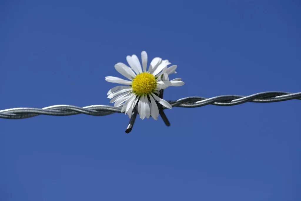 White Daisy Yellow Center Petals Blue Sky Barbed Wire