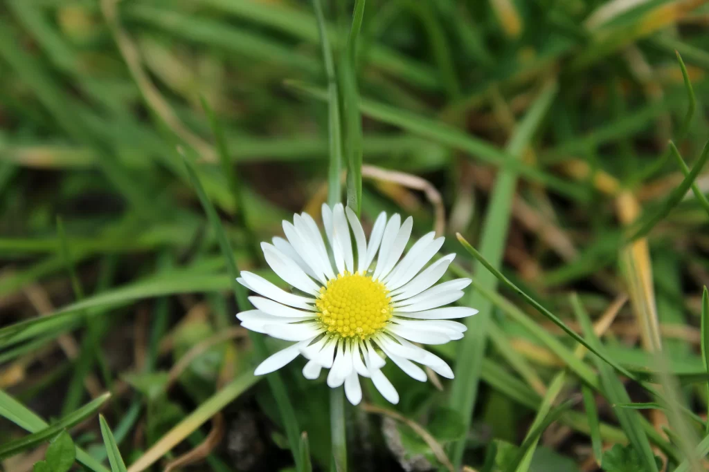 White Daisy Yellow Center Petals Green warm Grass
