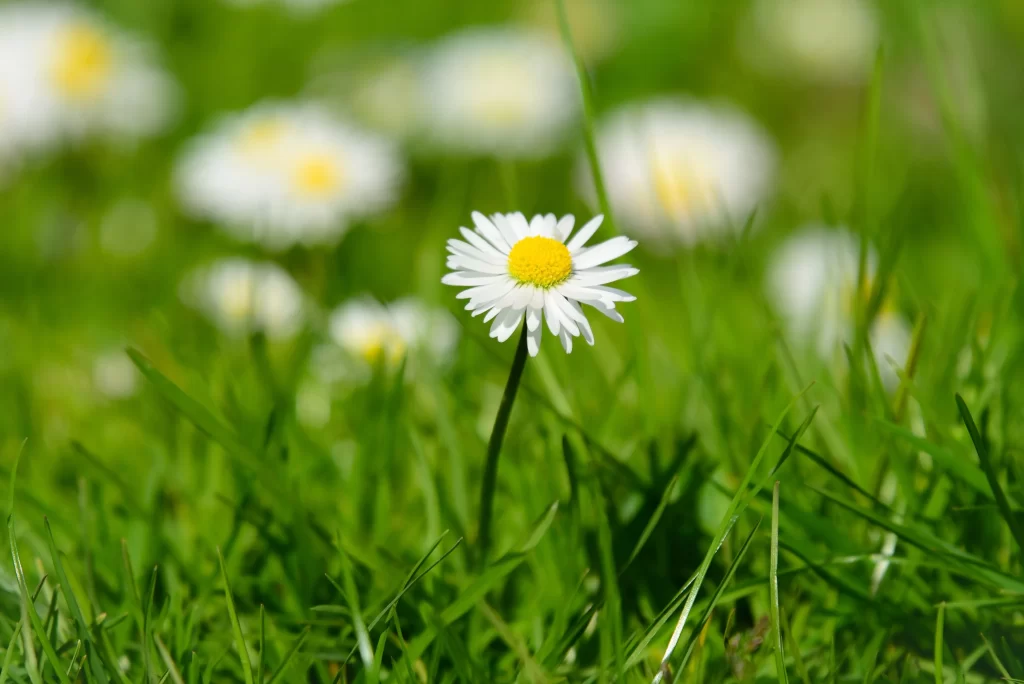 White Daisy Yellow Center Petals Green warm Grass