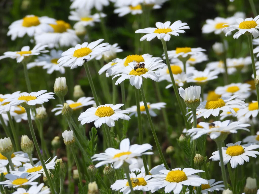 White Daisy Yellow Center Petals Blooming gray Field