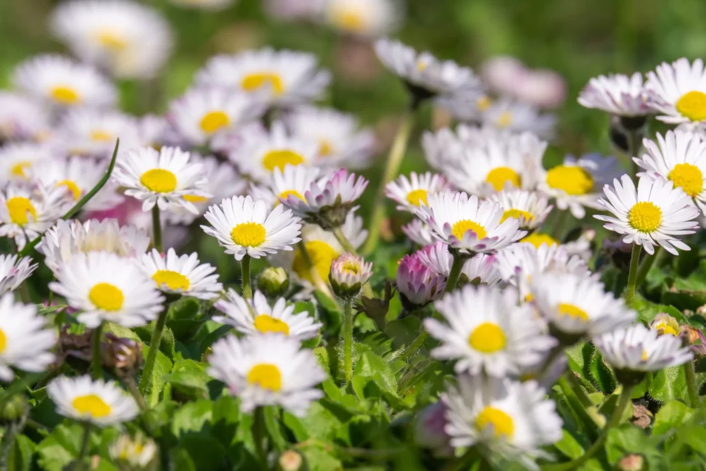 White Daisy Yellow Center Petals Green warm Leaves