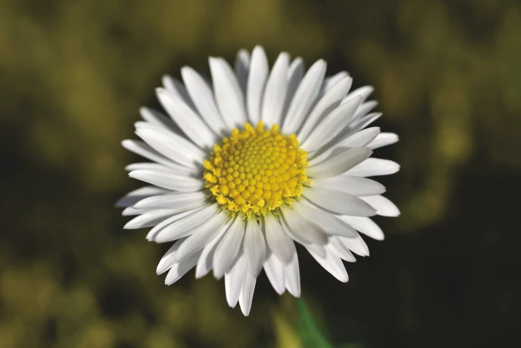 White Daisy Yellow Center Petals gray Nature