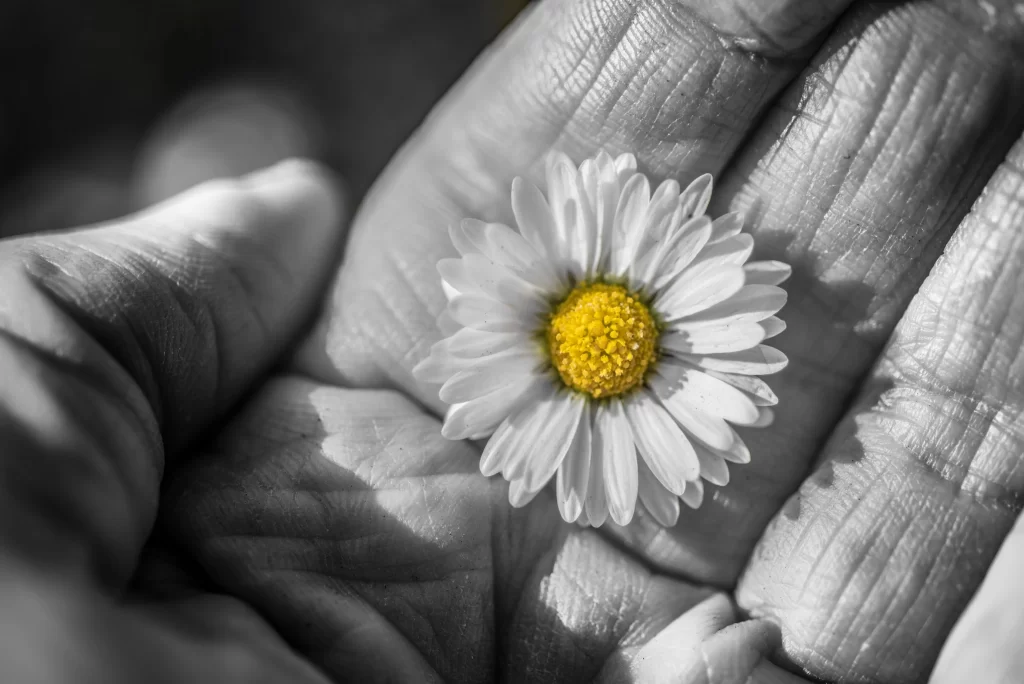 White Daisy Yellow Center Petals Delicate Hand