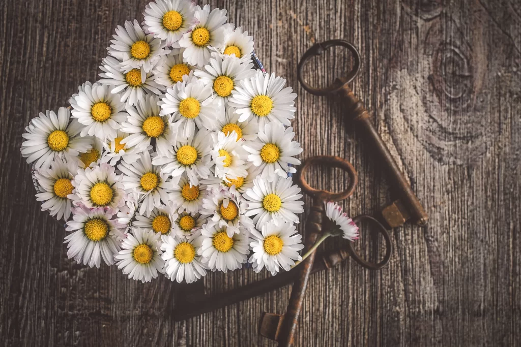 White Daisy Yellow Center Petals Rustic Keys