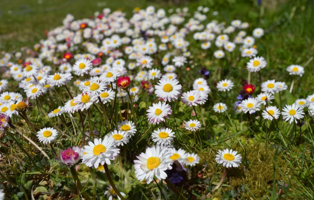 White Daisy Yellow Center Petals Green warm Grass