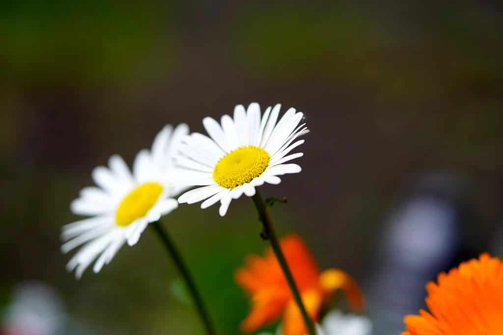 White Daisy Yellow Center Petals Green gray Stems