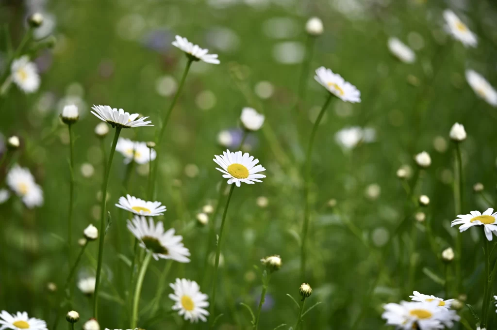 White Daisy Yellow Center Petals Green warm Stems