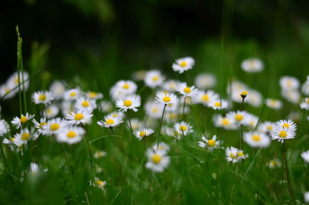 White Daisy Yellow Center Petals Green warm Grass