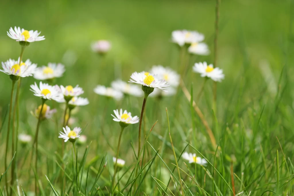 White Daisy Yellow Center Petals Green warm Grass