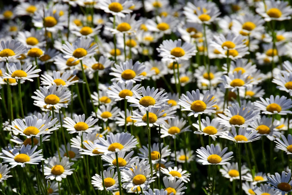 White Daisy Yellow Center Petals gray Sunlight