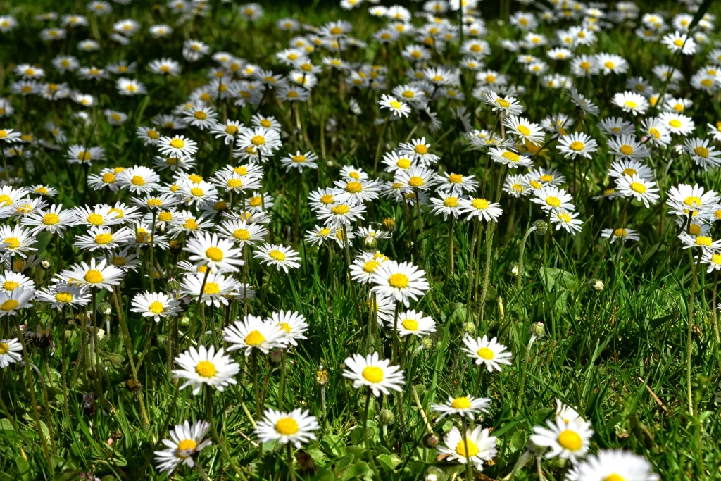 White Daisy Yellow Center Petals Green warm Grass