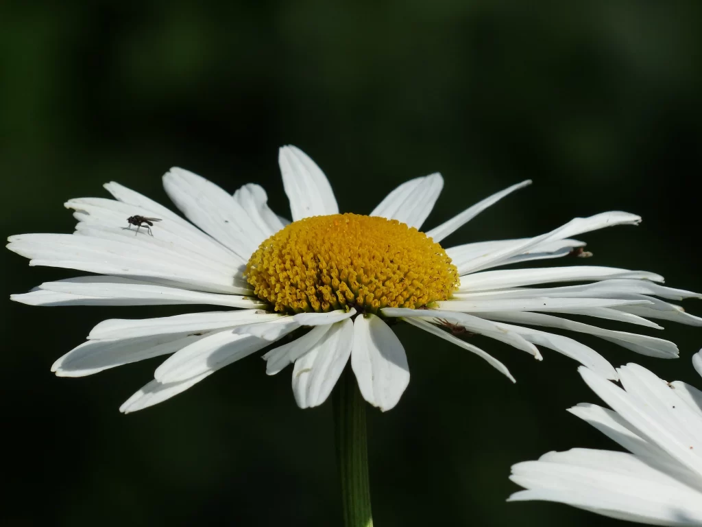 White Daisy Yellow Center Petals Insect