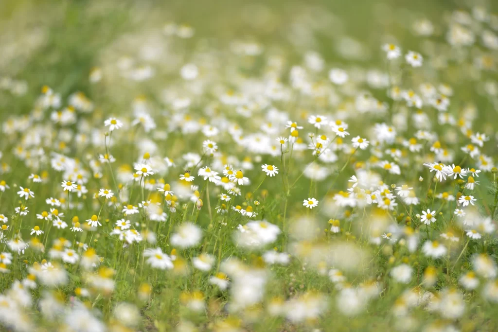 White Daisy Yellow Center Petals Field Green